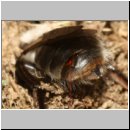 x-Andrena mit leerem maennl Stylops-Puparium.jpg